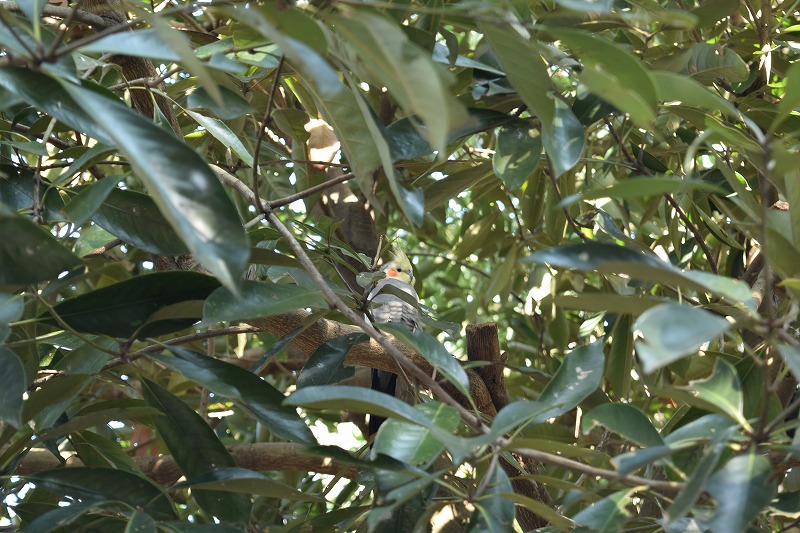 越谷市野鳥の森のオカメインコ