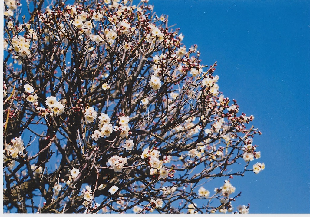 カメラのキタムラ　で写真プリント　梅の花