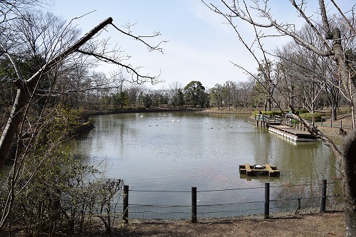 草加公園　大きな池