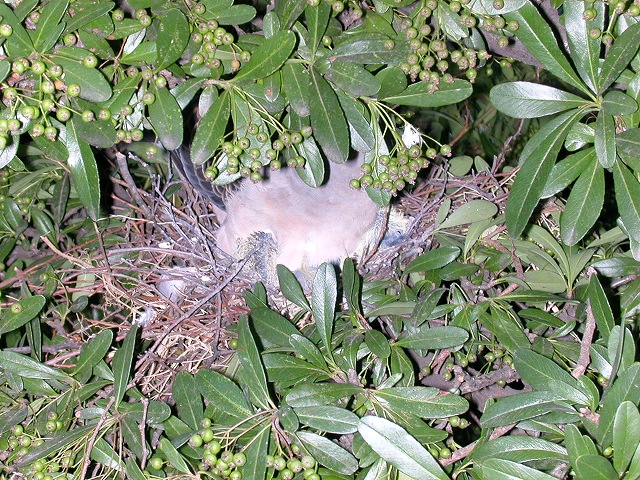 ハトの営巣　自宅の庭