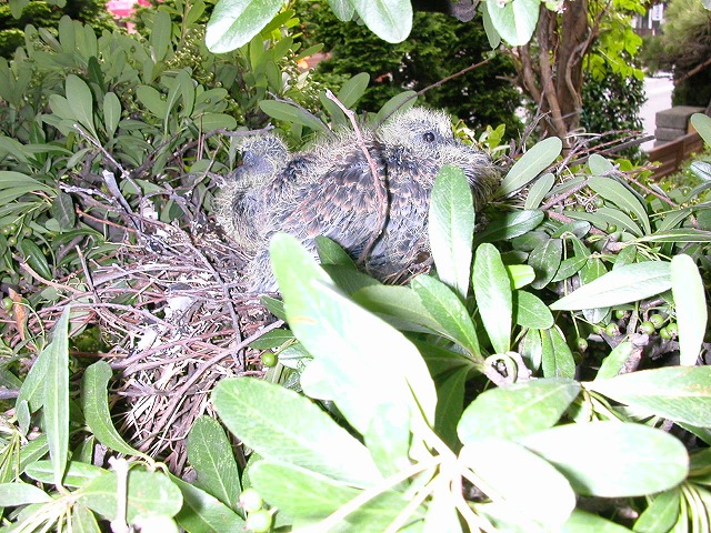 ハトの営巣　自宅の庭