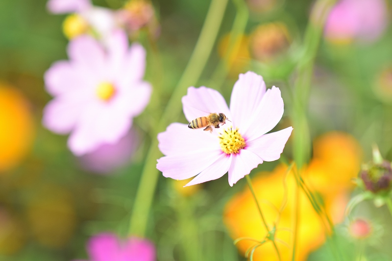 コスモス畑　花とミツバチ