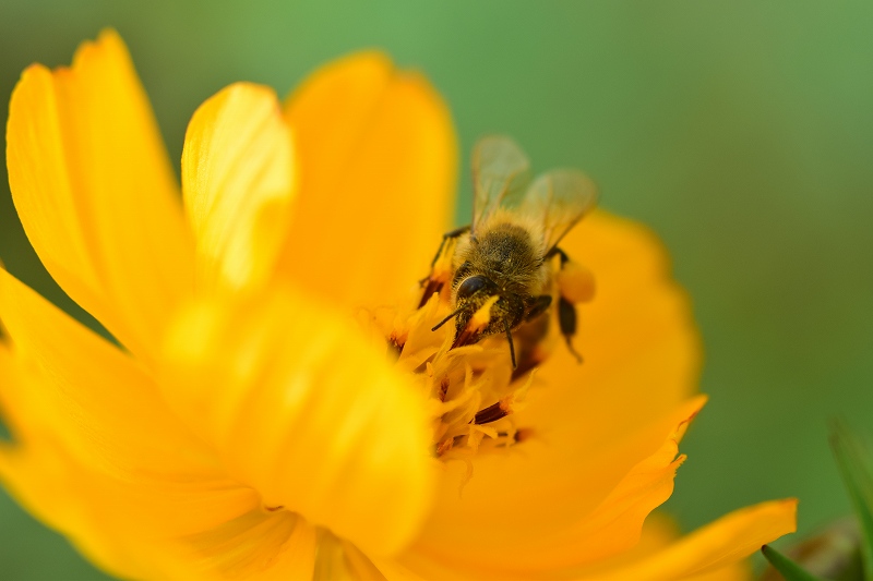 コスモス畑　花とミツバチ